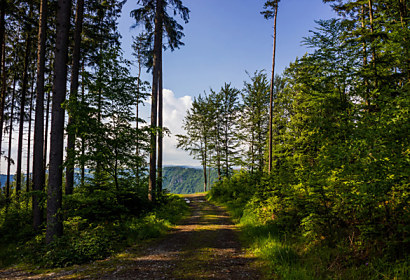 Tapeta Cesta lesom 29055